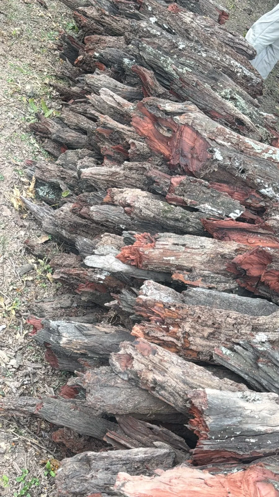 Bolsas de carbon vegetal listas para despacho